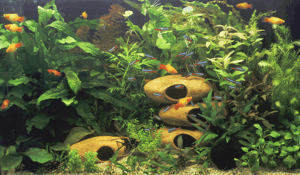 Picture of a Tropical Freshwater Planted Aquarium