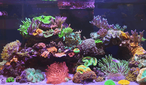 Picture of a Marine Reef Aquarium