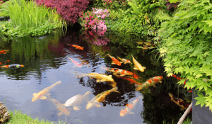 Picture of a Garden Koi Pond
